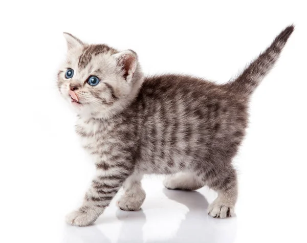 Kleines Kätzchen auf weißem Hintergrund. gestreiftes Kätzchen — Stockfoto
