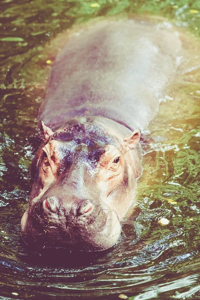 Hipopótamo en agua. Bostezar hipopótamo común — Foto de Stock