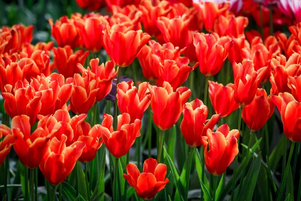 Blommor bakgrund. vacker trädgård blommor — Stockfoto