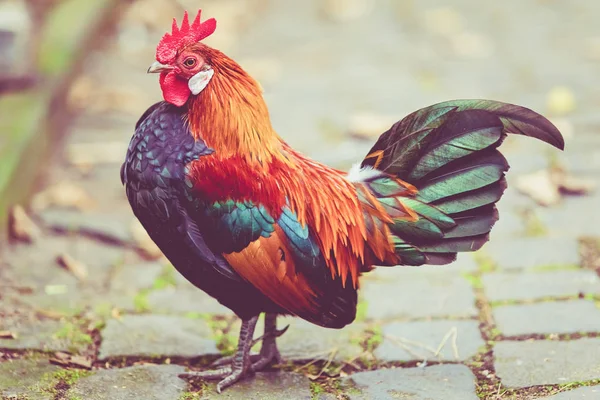 Rooster. Cock in Vintage  style — Stock fotografie