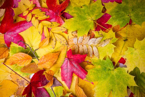 La caída deja el fondo. hojas de otoño — Foto de Stock