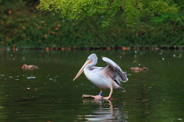 White Pelican.  group of pelicans in the pond — Stock Photo, Image