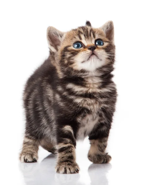 Little kitten on white background.  striped kitten — Stock Photo, Image