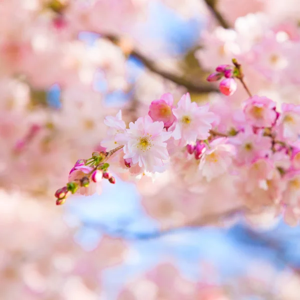 Prachtige kersen landschap. voorjaar sakura roze bloem Stockfoto