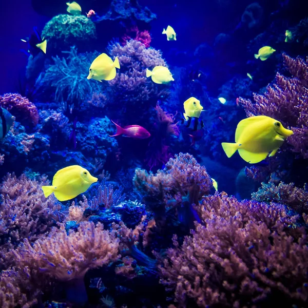 Beautiful underwater world. underwater world — Stock Photo, Image