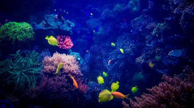 güzel sualtı dünyasını. sualtı dünyası