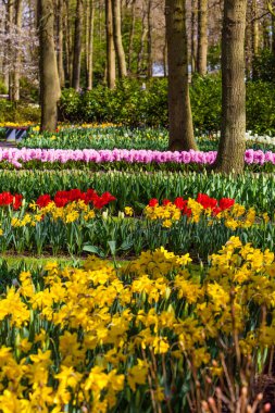 Bahar güzel bahçede. Renkli çiçek ve çiçek