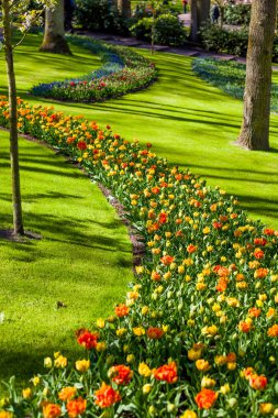 Resmi Bahçe. Park. Güzel bahçe. 