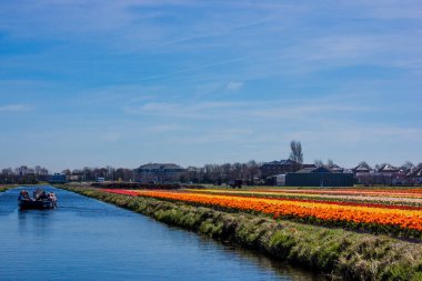 Lale renkli çiçek çiçek ekimi alan bahar. Keuk