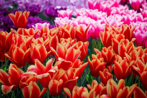 Renkli çiçekler arka plan. Lale — Stok fotoğraf