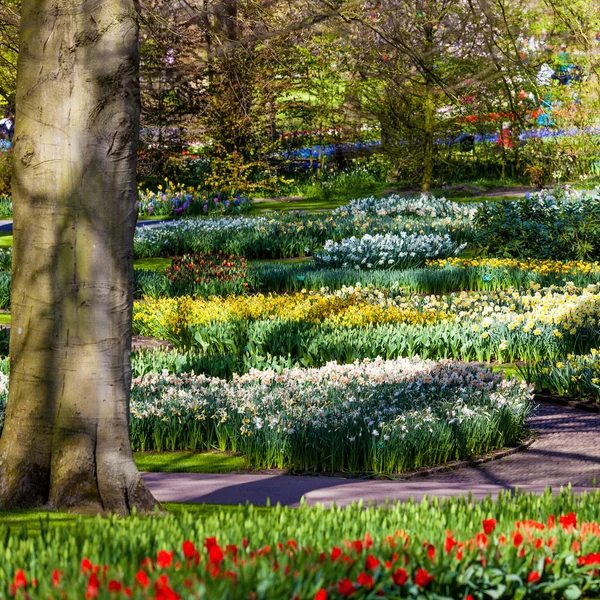 Beautiful garden in spring. Colorful flowers and blossom — Stock Photo, Image