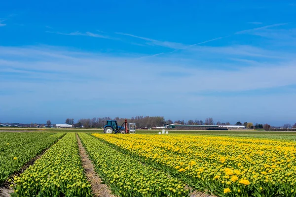 Flores coloridas tulipanes. Campo de tulipán . — Foto de Stock