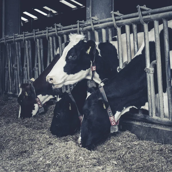 Cows in a farm. Dairy cows. black and white photography — Stock Photo, Image