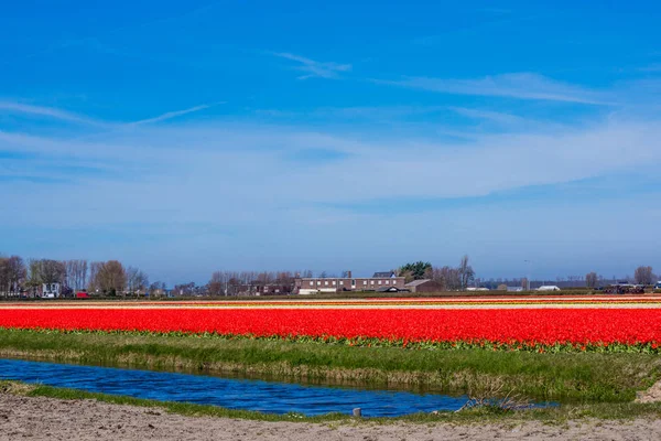 Kolorowe tulipany. Pola tulipanów. — Zdjęcie stockowe