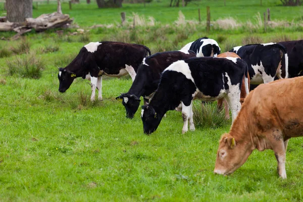 Cow in the field — Stock Photo, Image