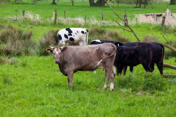 Mucche al pascolo su un campo verde — Foto Stock