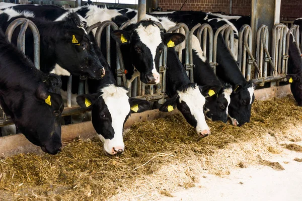 Vaches dans une ferme. Vaches laitières — Photo