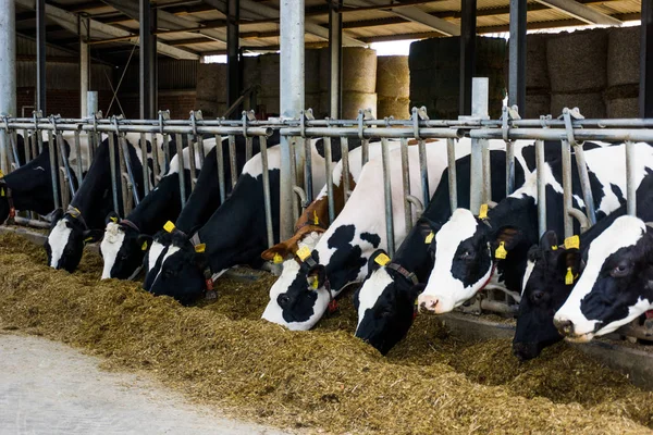 Vacas en una granja. Vacas lecheras —  Fotos de Stock