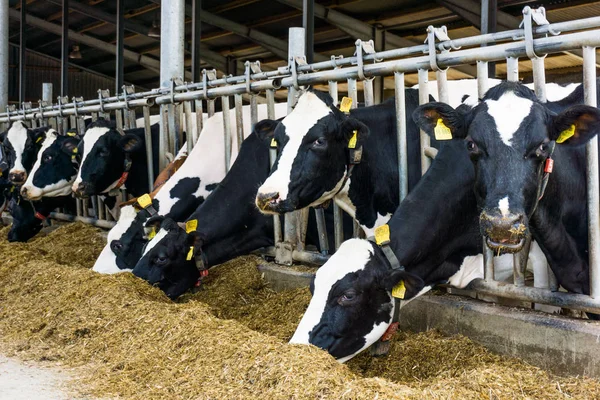 Vaches dans une ferme. Vaches laitières dans une ferme — Photo