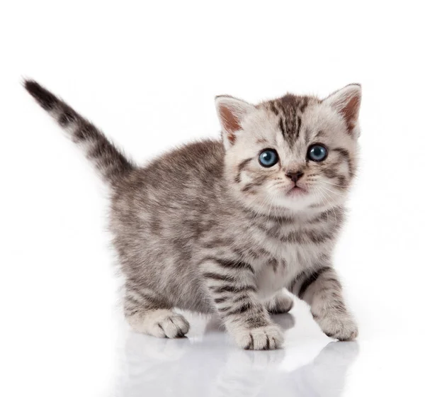 Niedliches kleines Kätzchen. Jungtier mit blauen Augen. Kätzchen auf einem weißen Bac — Stockfoto
