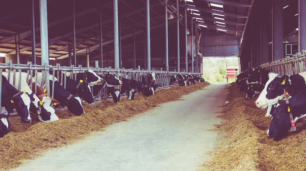 Vacas en una granja. Vacas lecheras en una granja. Estilo vintage —  Fotos de Stock