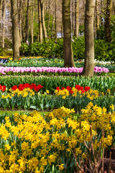 Jardim de primavera holandês Keukenhof (Lisse, Países Baixos) parque de fluxo — Fotografia de Stock