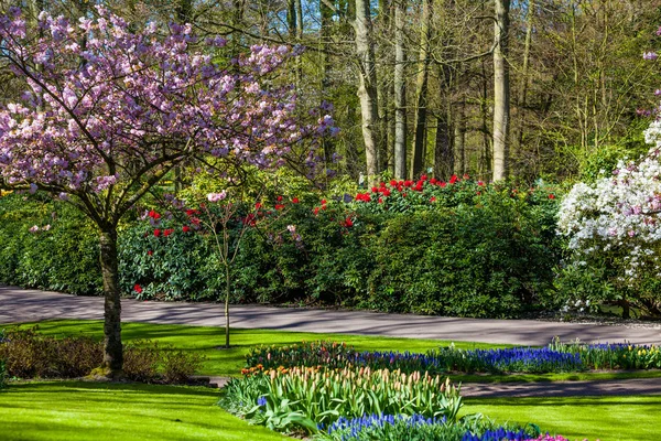 Jardín de primavera holandés Keukenhof (Lisse, Países Bajos) parque de flujo —  Fotos de Stock
