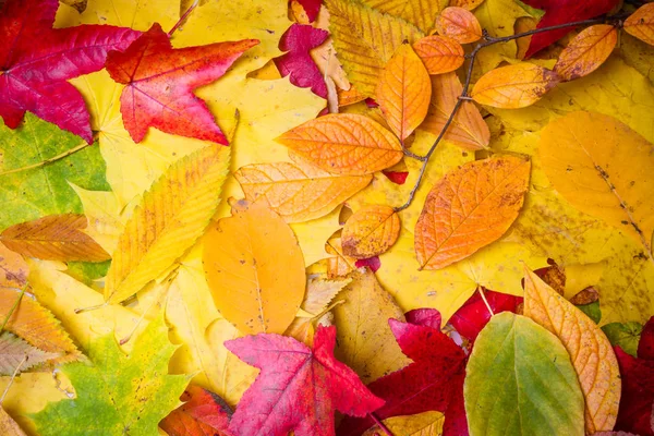 Der Herbst hinterlässt Spuren. Herbstlaub — Stockfoto