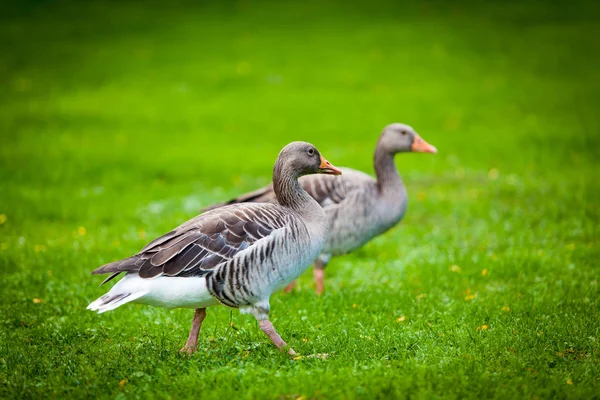 Gäss på grön äng. gäss och gås. Grupp av grå gäss — Stockfoto