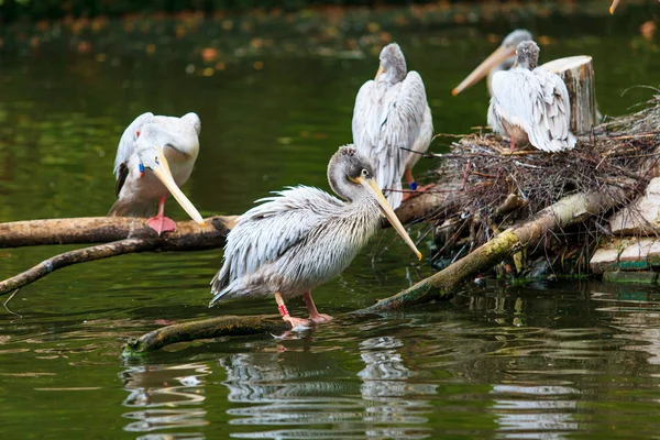 Vit Pelikan. grupp av pelikaner i dammen — Stockfoto