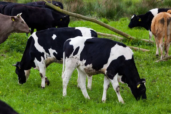 Стадо корів. Корови на полі — стокове фото