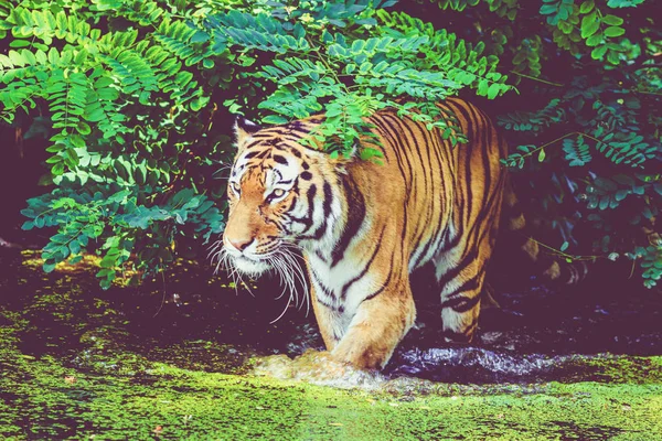 Тигр ходит в воде. Тигр в лесу — стоковое фото