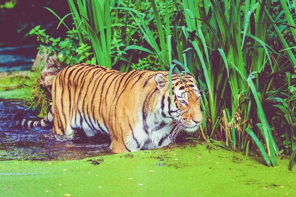 Tiger gångavstånd i vatten. Tiger i skogen — Stockfoto