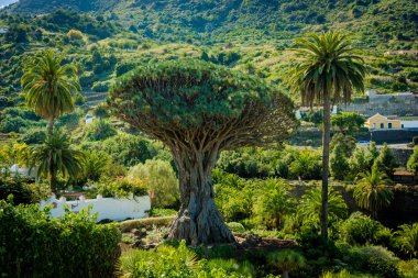 Bin yıllık Drago ağaç. Tenerife Adası. Ünlü 1000 yaşında dr