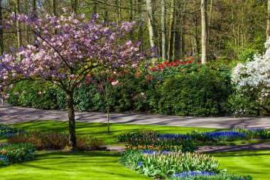 Bahar güzel bahçede. Renkli çiçek ve çiçek