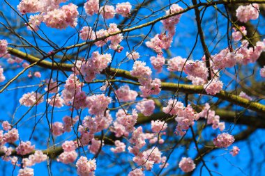 Güzel kiraz manzara. Bahar sakura Pembe çiçek