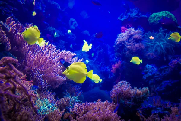 Belo mundo subaquático. mundo subaquático — Fotografia de Stock