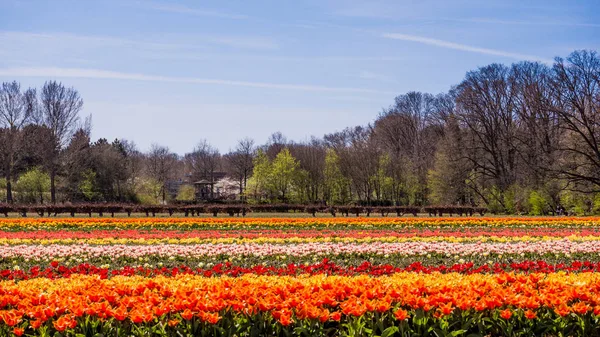 Kolorowe tulipany. Pola tulipanów. — Zdjęcie stockowe