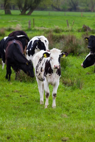 Cow in the field — Stock Photo, Image