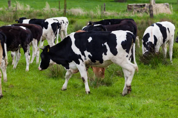Koeien grazen op een groen veld — Stockfoto