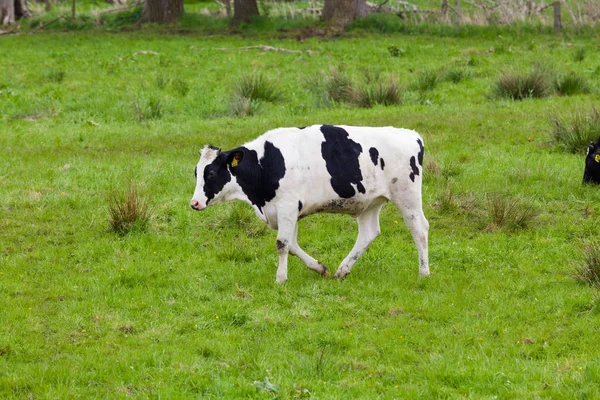 Vacas pastando em um campo verde — Fotografia de Stock