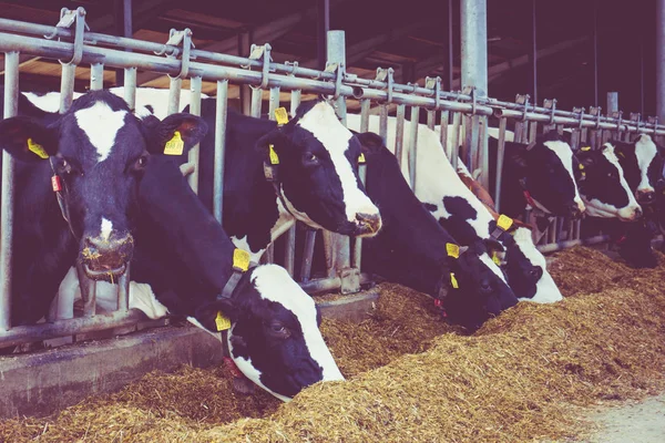 Vacas numa quinta. Vacas leiteiras numa quinta. Estilo vintage — Fotografia de Stock