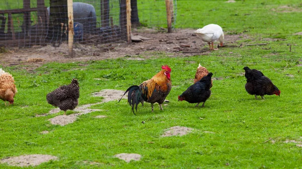 Flock of chickens grazing on the grass — Stock Photo, Image