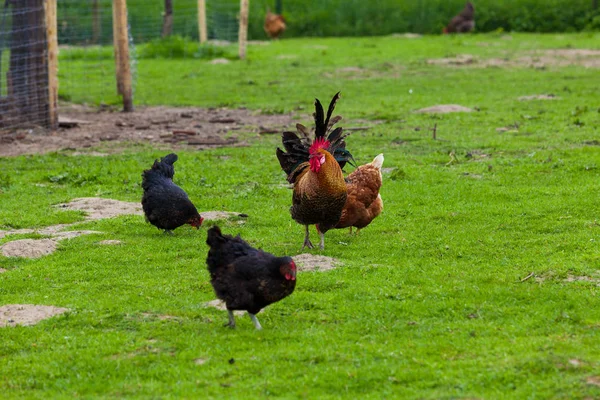 푸른 잔디에 헨이 지 닭, 암 탉 — 스톡 사진