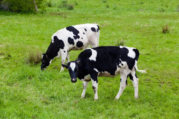 Un branco di mucche. Mucche sul campo — Foto Stock