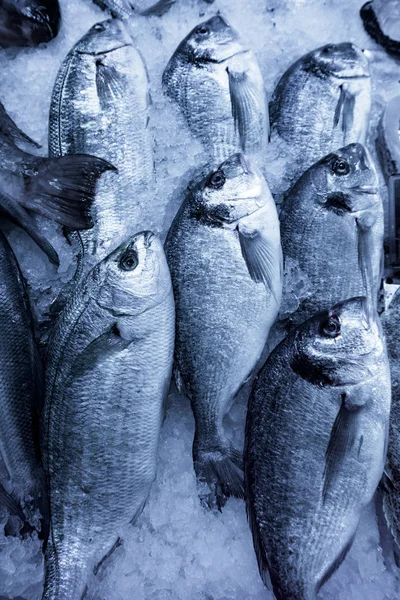 Fresh seafood. Fresh fish in the market. fresh dorada fish — Stock Photo, Image