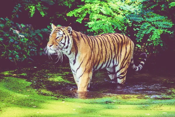 Tigre andando na água. Tigre na floresta — Fotografia de Stock