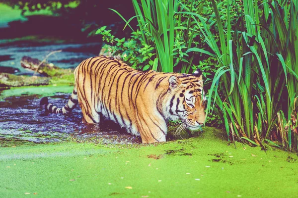 Tigre andando na água. Tigre na floresta — Fotografia de Stock