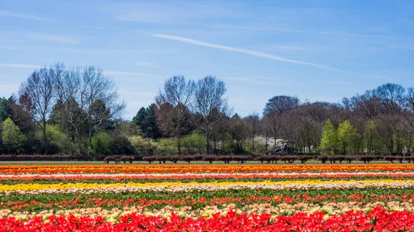 Tulip field in the Netherlands. Landscape with tulips — Stock Photo, Image