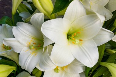 güzel beyaz zambak çiçekler